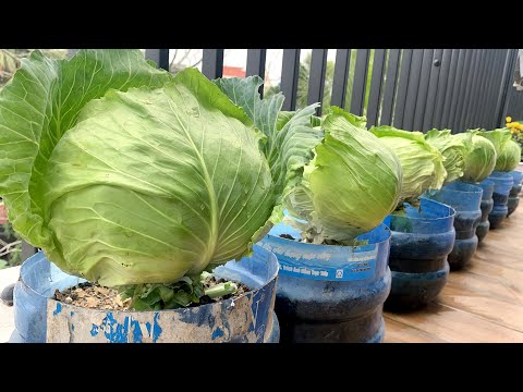 Growing Cabbage in the Balcony