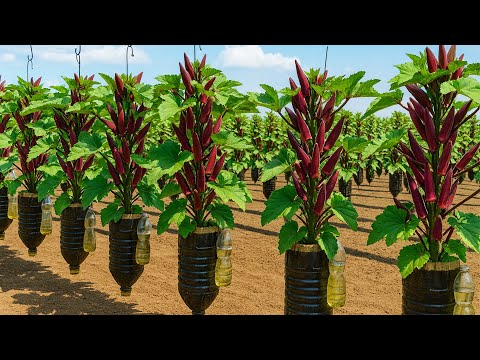 Grow Okra Anywhere