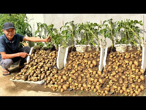 Never Buy Potatoes Again