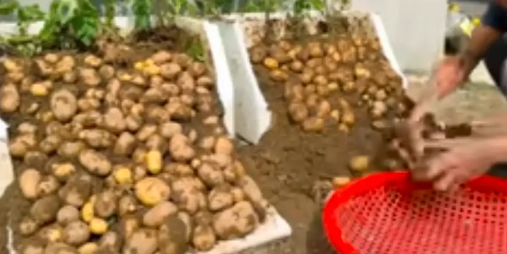 Never Buy Potatoes Again - Instead Plant them in Your Backyard