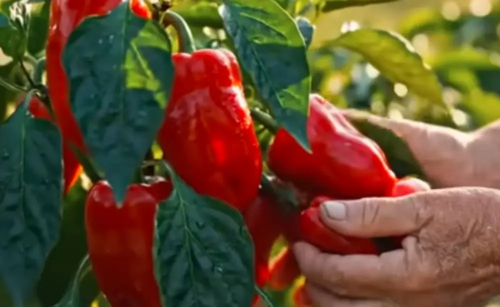 lifehackvideos-how to grow-bell-pepper-at-ease-and-everywhere