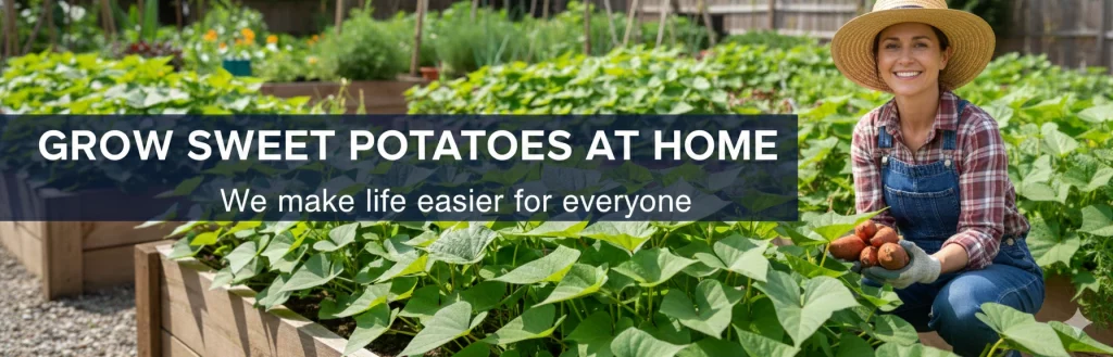 grow-sweet-poataoes-at-home - LifHackVideos